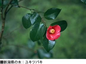 新潟県の木：ユキツバキ