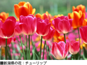 新潟県の花：チューリップ